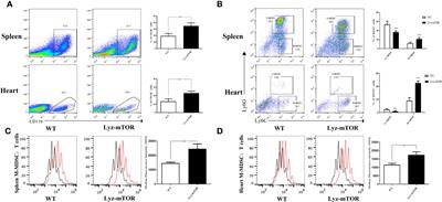 The mTOR Deficiency in Monocytic Myeloid-Derived Suppressor Cells Protects Mouse Cardiac Allografts by Inducing Allograft Tolerance